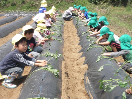 ならべて植えます! ならべて植えます!