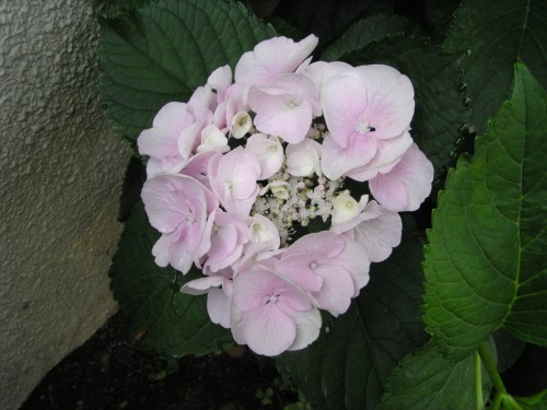 パールピンクの輝きです・・・ パールピンクの輝きです・・・