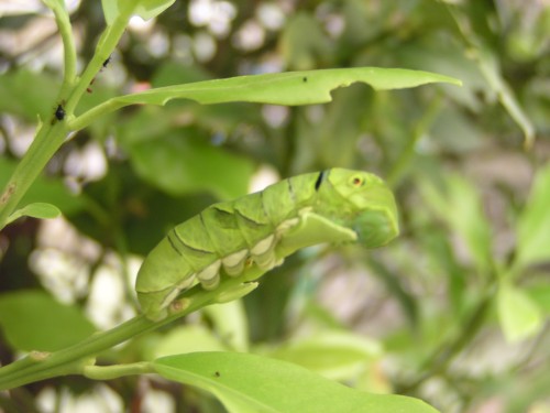 若葉はおいしいなー 若葉はおいしいなー