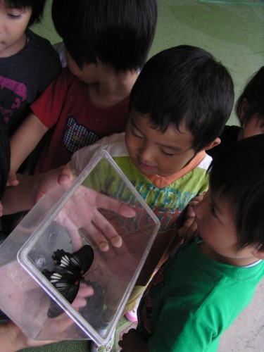 きれいなちょうちょうだね きれいなちょうちょうだね