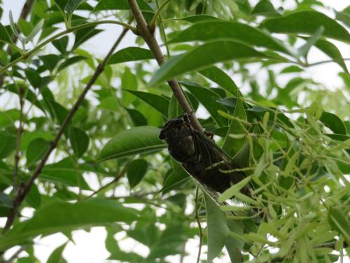 園庭で見つけた蝉 園庭で見つけた蝉