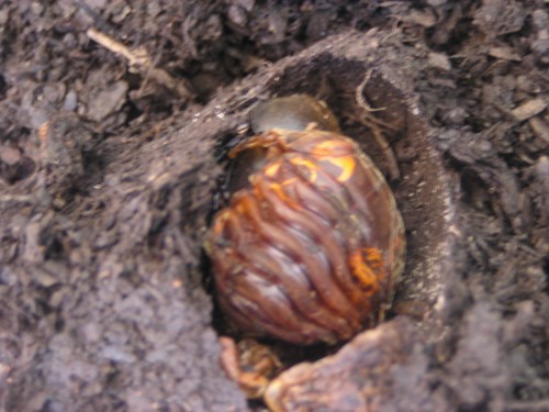 カブトムシの羽化! カブトムシの羽化!