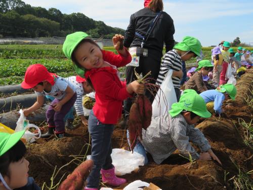 芋ほり風景 芋ほり風景