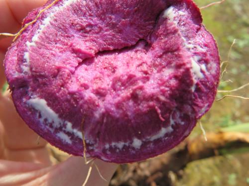 紫芋もありますね。