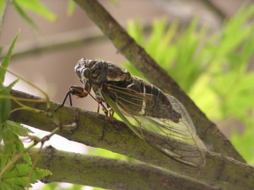 短い成虫の期間を精いっぱい楽しんでいます。 短い成虫の期間を精いっぱい楽しんでいます。