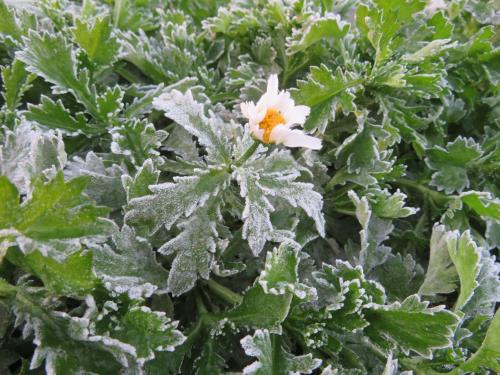 寒さに負けず花を咲かせています。 寒さに負けず花を咲かせています。