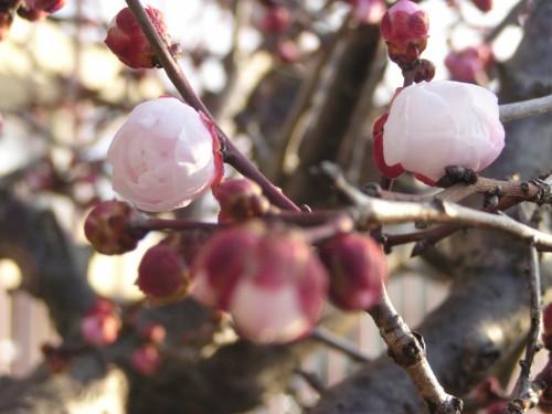 白い花びらが開き始めた梅 白い花びらが開き始めた梅