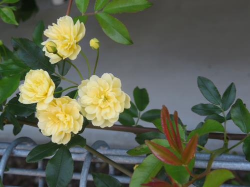 きれいに咲いたモッコウバラ きれいに咲いたモッコウバラ