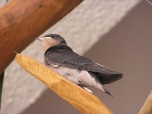 止まり木まで飛び立ったものの・・・ 止まり木まで飛び立ったものの・・・
