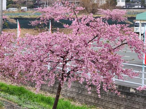 満開の早咲き『河津桜』