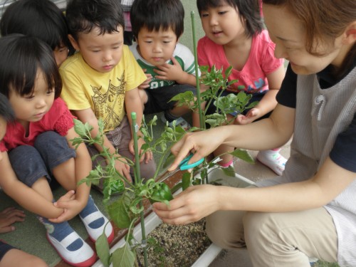 収穫しましょうね 収穫しましょうね