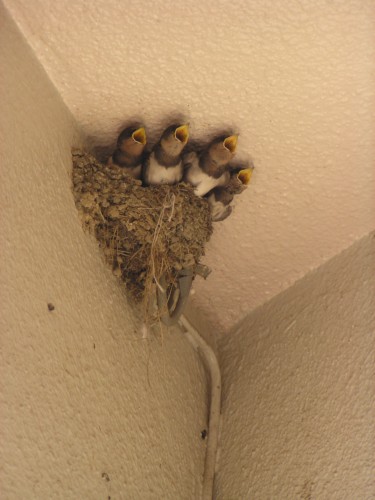新しい一家の子育ても終了。力強い鳴き声も聞き納め・・・。 新しい一家の子育ても終了。力強い鳴き声も聞き納め・・・。