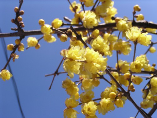 黄色でいい香りのする『蝋梅』 黄色でいい香りのする『蝋梅』