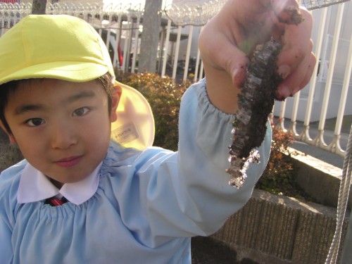 プランター以外の場所でも見つけたよ! プランター以外の場所でも見つけたよ!