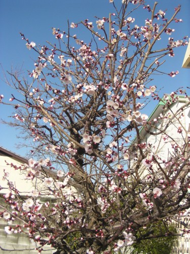 今が見ごろの梅の木 今が見ごろの梅の木