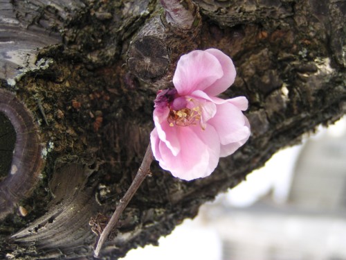 木の幹に咲く梅一輪 木の幹に咲く梅一輪