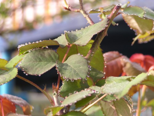 「きれいー」と思わず声を上げてしまった雨のしずく 「きれいー」と思わず声を上げてしまった雨のしずく