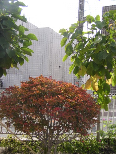 一気に色づいた木々 一気に色づいた木々