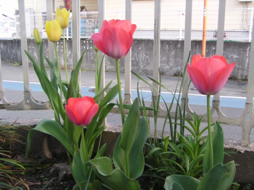 早くも花を咲かせたちゅうりっぷ・・・『みんなに会いたいなー』 早くも花を咲かせたちゅうりっぷ・・・『みんなに会いたいなー』