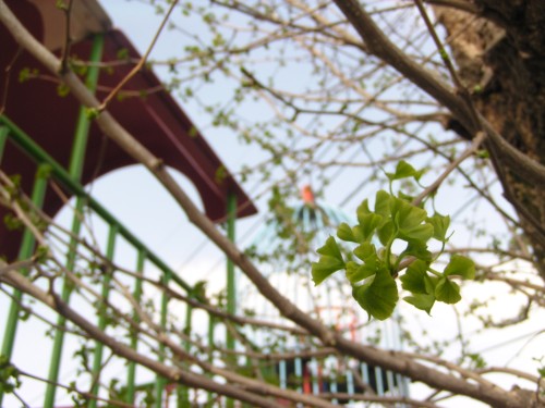 ぐんぐんと伸びる新芽の勢い ぐんぐんと伸びる新芽の勢い