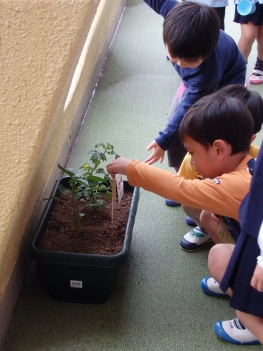 ぼくたちのトマト・ピーマンは元気かな? ぼくたちのトマト・ピーマンは元気かな?