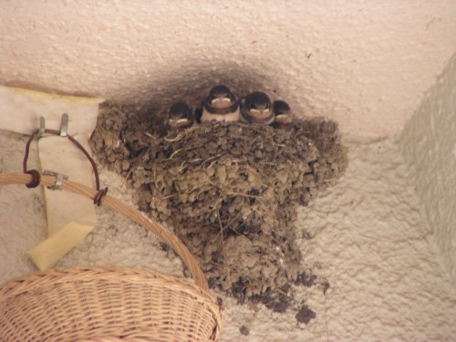 大きくなりました。 大きくなりました。