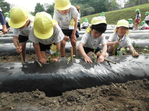 大きなおいもになーれ 大きなおいもになーれ