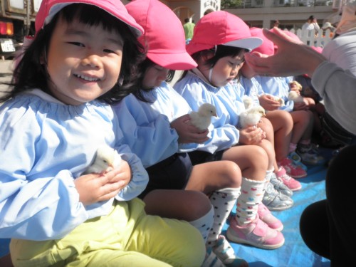 ひよこさんってふわふわ! ひよこさんってふわふわ!