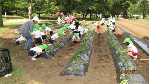 みんなの分を植えるのは大変です。 みんなの分を植えるのは大変です。