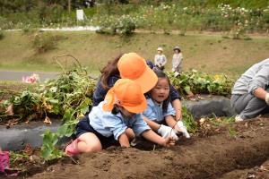 お芋掘れるかな。 お芋掘れるかな。