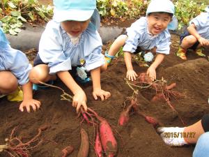 たくさん芋が掘れたよ たくさん芋が掘れたよ