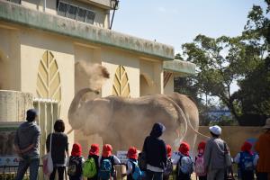 真っ白なぞうさん! 真っ白なぞうさん!