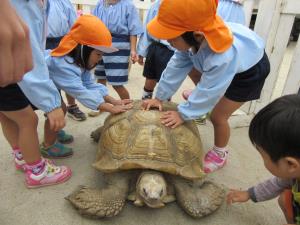 大きな亀さん 大きな亀さん