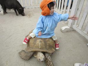 亀さんに乗ってみました! 亀さんに乗ってみました!