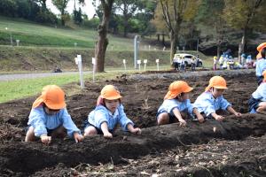 おいもさんでてこ~い! おいもさんでてこ~い!
