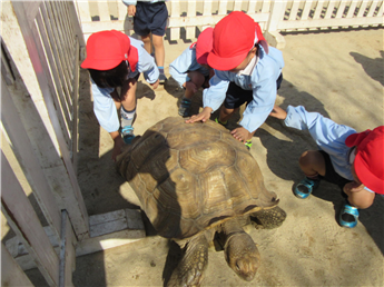 大きなカメさんだね! 大きなカメさんだね!