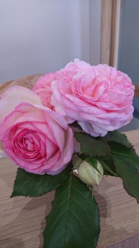 ばらのプレゼント ばらのプレゼント