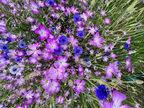 一面の花々…。