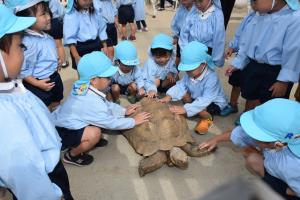 かめさん大きいね かめさん大きいね