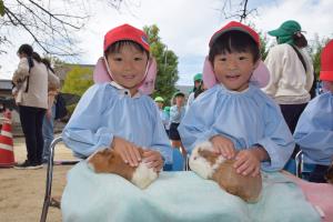 モルモット モルモット