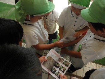 このセミは何セミ?図鑑で調べる年長さん。 このセミは何セミ?図鑑で調べる年長さん。