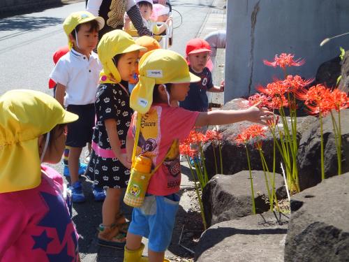この花、ヒガンバナっていうんだね!! この花、ヒガンバナっていうんだね!!