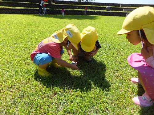 小さな虫、発見。 小さな虫、発見。