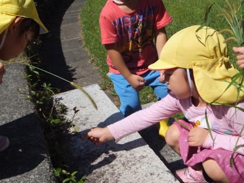 ねえ、このバッタ、だれか捕まえて ねえ、このバッタ、だれか捕まえて