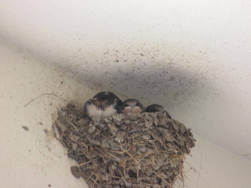 3わのあかちゃん。ごはんをまってます。 3わのあかちゃん。ごはんをまってます。