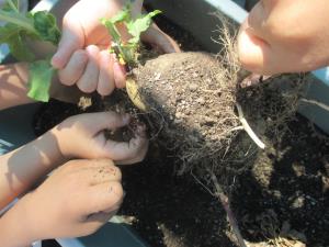 じゃが芋が見えてきた じゃが芋が見えてきた