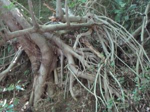 むき出しの木の根