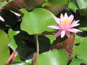 スイレンの花がきれいです スイレンの花がきれいです