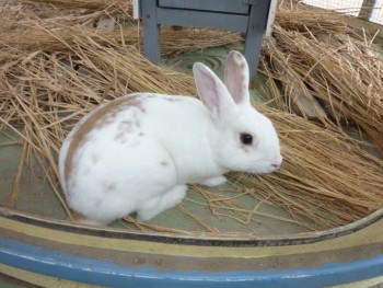 はじめまして! はじめまして!