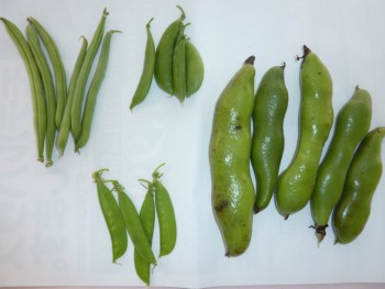 いろいろな豆があるよ! いろいろな豆があるよ!